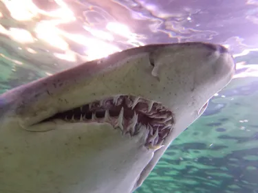 Close-up of a shark using its nose and sensory organs to navigate through the water.