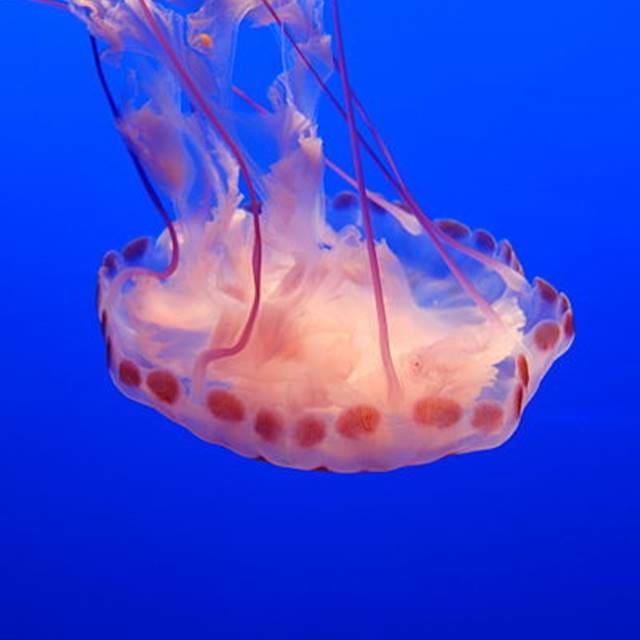 Purple Striped Jellyfish Chrysaora Colorata Monterey Bay Aquarium