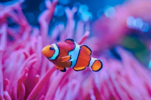 Clownfish 1