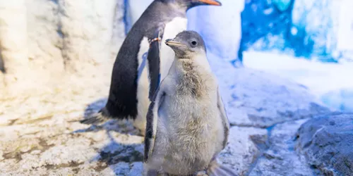 Penguin Chick 1