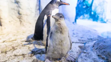 Penguin Chick 1