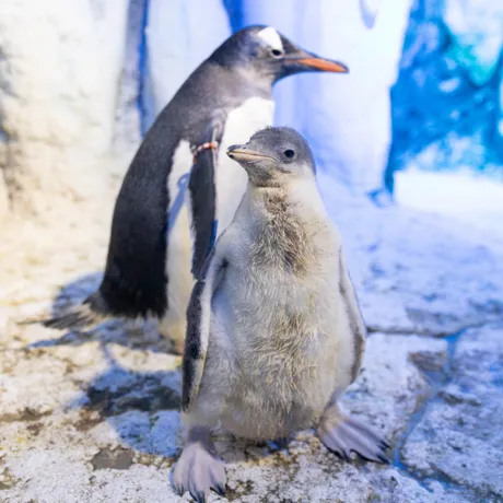 Penguin Chick 1