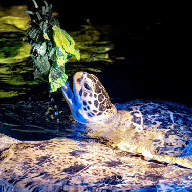 Turtle Feeding