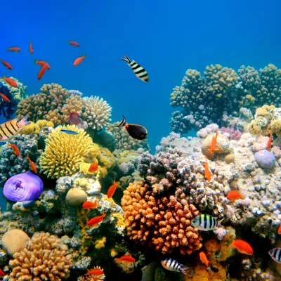 Coral reefs