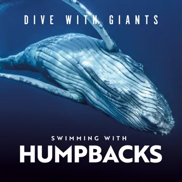 Immotion Humpbacks Socialgraphic 3 2024