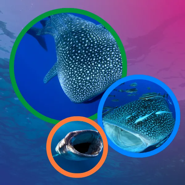 images of whale sharks, with a blue water background and pink in the back ground 