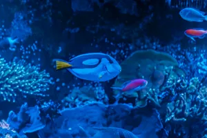 Bluetang1