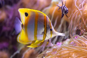 Butterflyfish