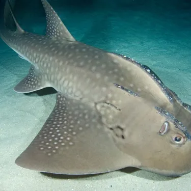 Bowmouth Guitarfish Shark