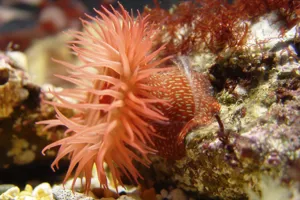 Anemone Red