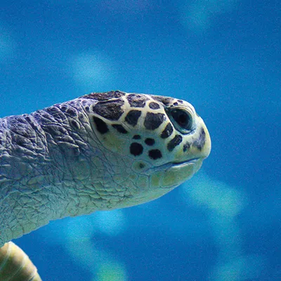 Blue Turtle Ticket