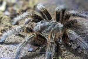 Chilean Rose Tarantula2