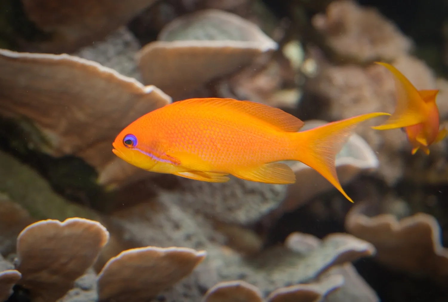 Lyre Tail Anthias