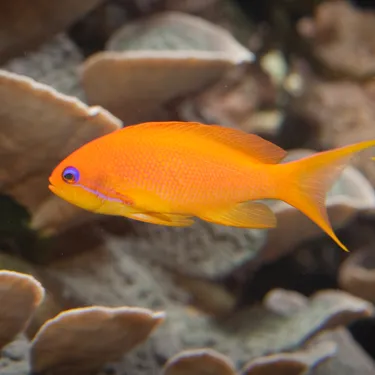 Lyre Tail Anthias