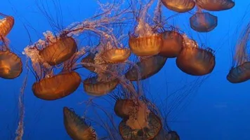 800Px Jellyfish Aqurium