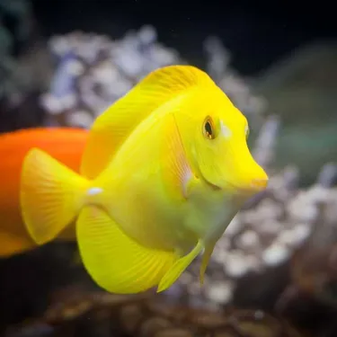 Yellow Tang2