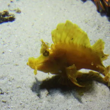 Leaf Scorpionfish