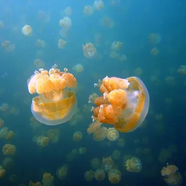 Cassiopea Jellyfish