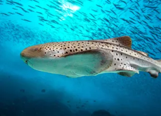 Zebra Shark