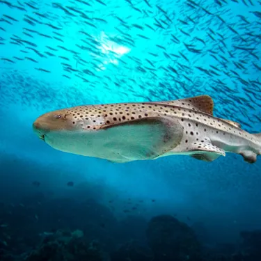 Zebra Shark