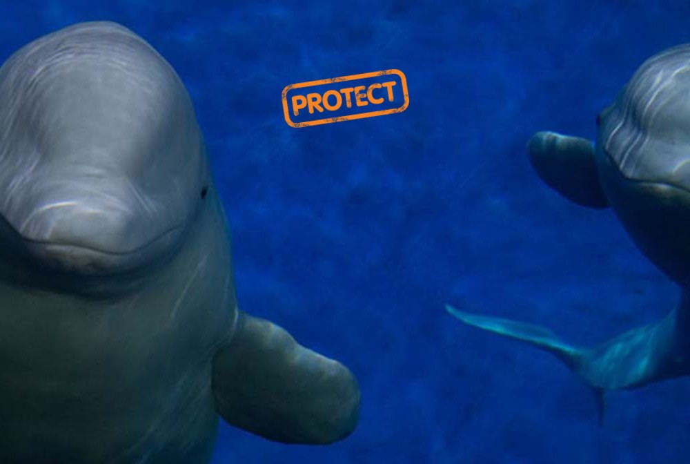 Protect Whales