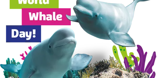 Belugawhales