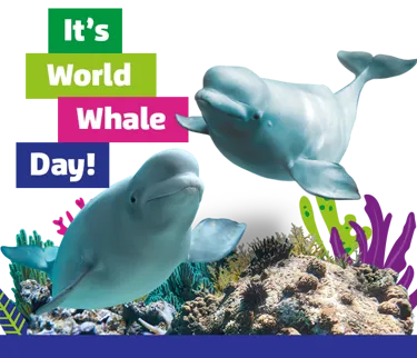 Belugawhales