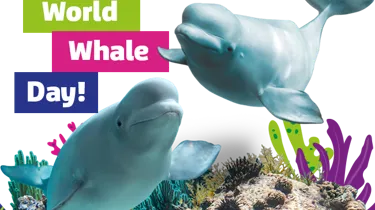 Belugawhales
