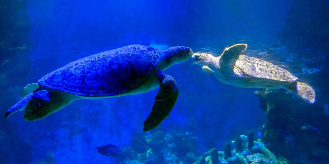 London Explorer Pass | 5 Attractions