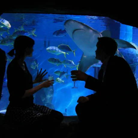 SEA LIFE Lates