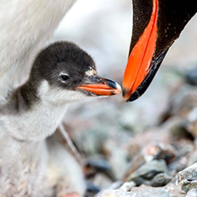Penguin Mum Baby Penguin