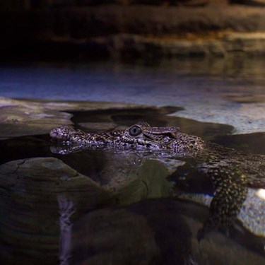 Cuban crocodile in the water