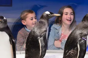 Penguin Point