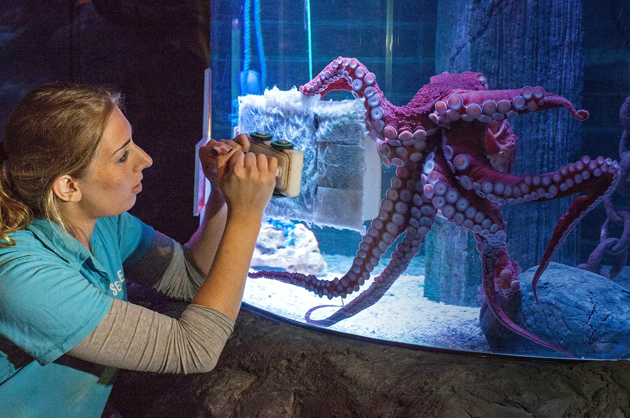 Work experience at SEA LIFE London Aquarium