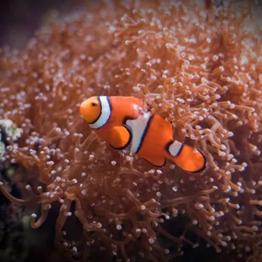 Clown Fish