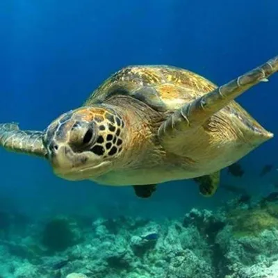 Sea Turtle