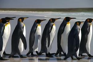 800Px Falkland Islands Penguins 40
