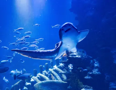 Zebra Shark