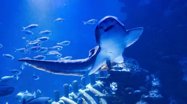 A Zebra Shark swimming past the window of their habitat