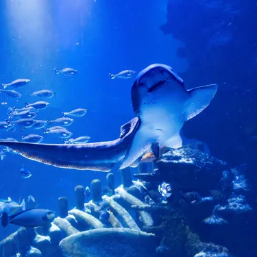 A Zebra Shark swimming past the window of their habitat