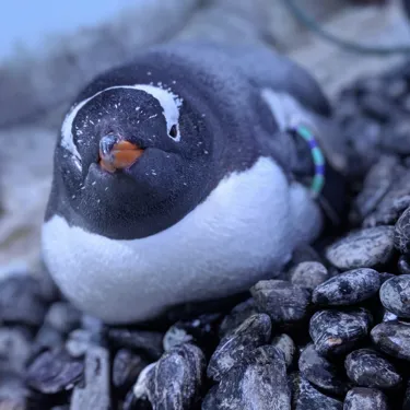 Snork On Nest