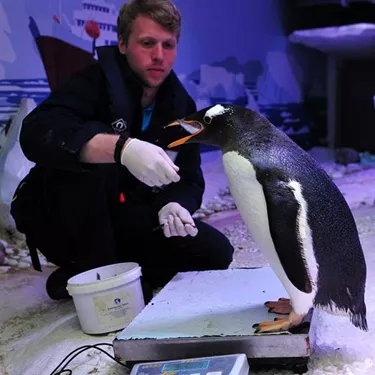 Feeding Penguin