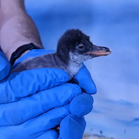 Baby Chick 2 One Day Old