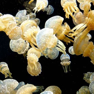 Spotted Jellyfish Mastigias Papua Mba