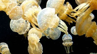 Spotted Jellyfish Mastigias Papua Mba