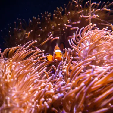 Clownfish3