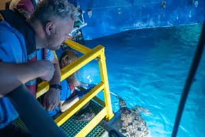 VIP Turt1