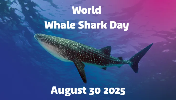 World Whale Shark Day (1)