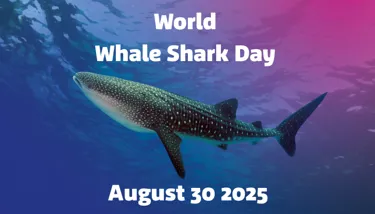 World Whale Shark Day (1)