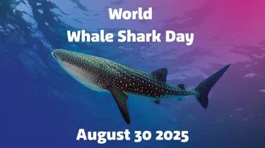 World Whale Shark Day (1)